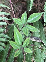 Pseudocayratia pengiana