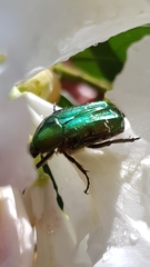 Cetonia aurata