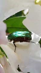 Cetonia aurata