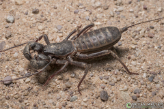 Mastigoproctus tohono