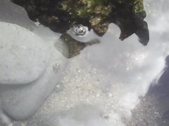 Steromphala umbilicalis