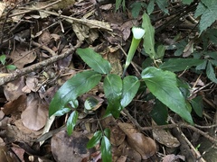 Arisaema grapsospadix
