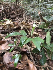 Arisaema grapsospadix