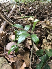 Arisaema grapsospadix