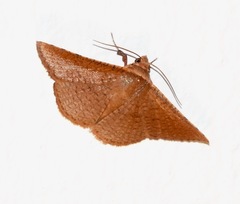 Striglina