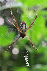 Argiope dang