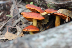 Cortinarius austrocinnabarinus