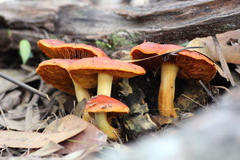 Cortinarius austrocinnabarinus