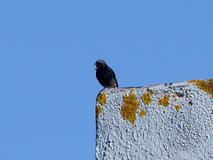 Phoenicurus ochruros