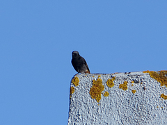 Phoenicurus ochruros