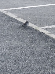 Passer domesticus