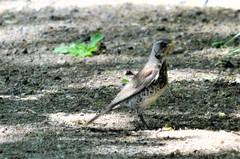 Turdus pilaris