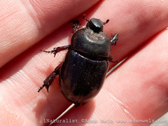 Temnorhynchus retusus