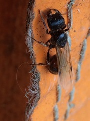 Pogonomyrmex rugosus