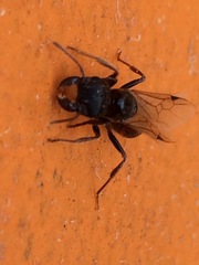 Pogonomyrmex rugosus
