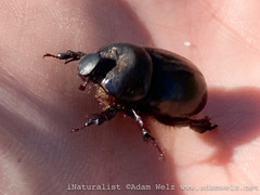 Temnorhynchus retusus