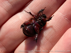 Temnorhynchus retusus