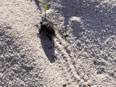 Temnorhynchus retusus