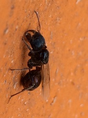 Pogonomyrmex rugosus