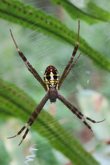 Argiope dang