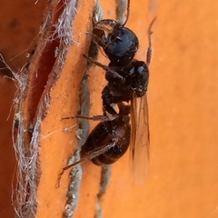 Pogonomyrmex rugosus