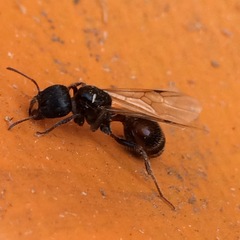 Pogonomyrmex rugosus