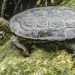 Mediterranean Pond Turtle - Photo (c) belem1983, some rights reserved (CC BY-NC), uploaded by belem1983