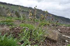 Luzula campestris campestris