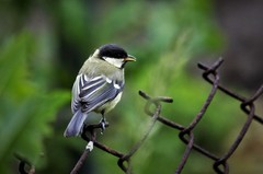 Parus major