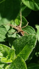 Pisaura mirabilis
