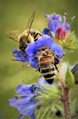 Apis mellifera