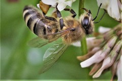 Apis mellifera