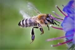Apis mellifera
