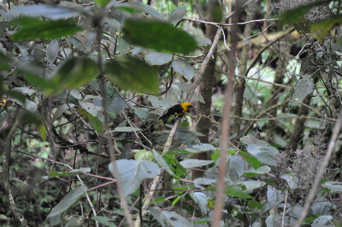Black-thighed Grosbeak (Pheucticus tibialis), photo 5