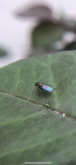 Diptera