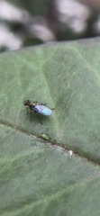 Diptera