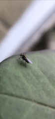 Diptera