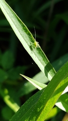 Leptophyes punctatissima