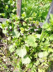 Glechoma hederacea