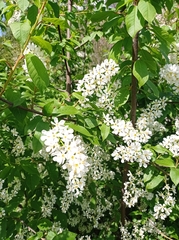 Prunus padus