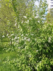 Prunus padus