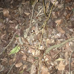 Erythrorchis altissima