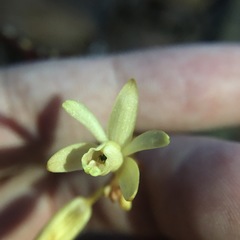 Erythrorchis altissima
