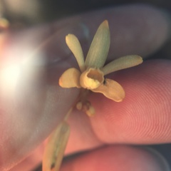 Erythrorchis altissima