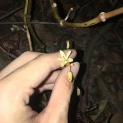 Erythrorchis altissima