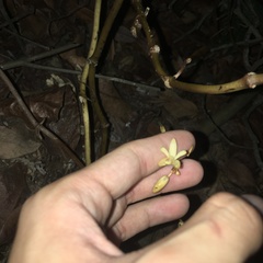 Erythrorchis altissima