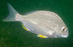 Goldlined Seabream photo 5