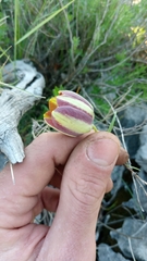 Fritillaria messanensis neglecta