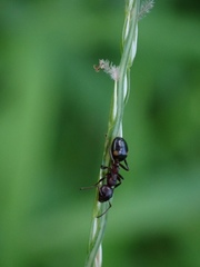 Dolichoderus sibiricus