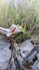 Fritillaria messanensis neglecta